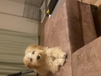 5 aylık köpeğimiz acı olarak lütfen