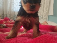 Turtanın güzel yorkshire terrier bebekleri