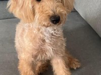 TÜM AŞILARI YAPILMIŞ MALTİPOO CİNSİ KÖPEĞİMİZ