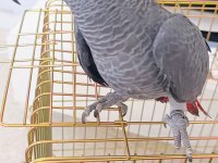 Jako papağanı yavrularımız yeni ailelerine gitmeye hazır