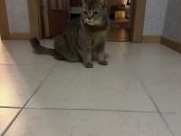 Kedimiz Aslan için güzel bir yuva arıyoruz