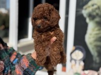 Petmode köpek çiftliğinde ziyarete açık toy poodle