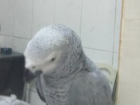 Full evcil jako papağanı