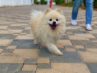 Orjinal ayı surat eğitimler tam pomeranian sahiplendirilecek