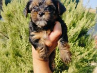 Teacup bardak boy yorkshire terrier yavruları