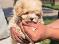 Maltipoo Yavruları Sağlık ve Irk Garantili