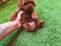 Petmode köpek çiftliğinden tea cup kore poodle