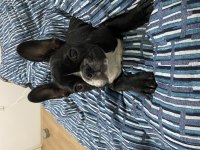 4.5 Aylık Dişi French Bulldog