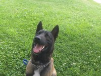 Belçika malinois eğitimli