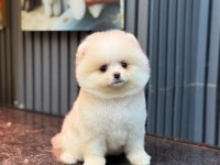 POMERANİAN BOO YAVRULARIM