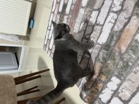 11 aylık british shorthair kedimize yuva aranıyor