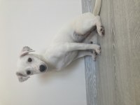 Yavru jack russell terrier