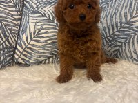 Toy Poodle Dişi Yavru