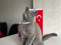Kedimiz acil sahibini bekliyor
