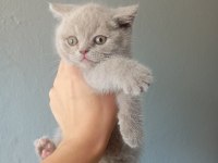 50 günlük minik kedilerimiz yuva arıyor