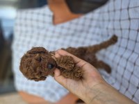 Kore erkek poodle yavrumuz