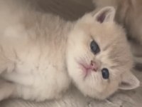 Muhteşem Kalite Safkan British Shorthair Bebekler