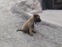 35 günlük hırs küpü köpeğimiz