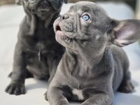 Blue French Bulldog Yavruları İstanbul 