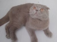 Safkan Scottish Fold Orjinal