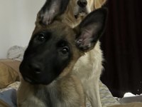 4,5 aylık erkek malinois