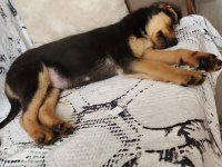 5 aylık rottweiler kırması yavru kopek