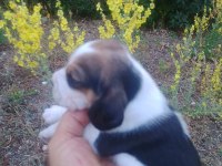 Sevimli safkan beagle yavrular