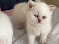 SAFKAN ORJİNAL IRK YAVRU KEDİLERİMİZ