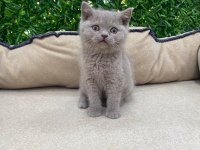 British Shorthair Lilac