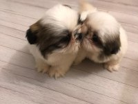 Erkek shih tzu pandalar