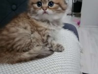 British longhair kedimiz