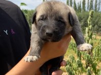 Orjinal Has Sivas Kangal