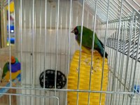 Goldin finch