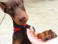 Doberman yavrular