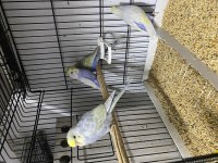 Rainbow greywing muhabbet kuşu yavrular