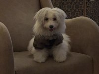 Terrier 3.5 aylık ev süs köpeği