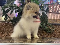 Pomeranian boo tea cup dişi