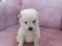 Son 2 yavru spitz