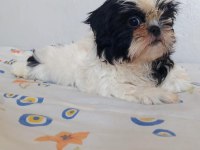Ev Ortamında Büyüyen Shih Tzu Yavrular