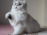 DİŞİ British longhair NY11 safkan