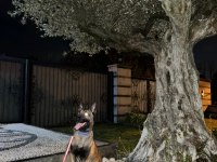 Oğlum Tetik Eşleştirmeye Açık Malinois