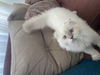 British longhair 5 aylık yavru