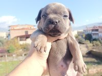 French bulldog yavruları