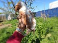 Cavalier king charles baby