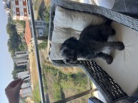 Toy poodle 8 aylık