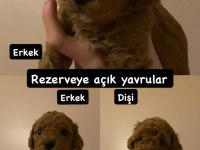 Toy Poodle Bebekler