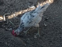 Satılık horoz