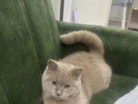 Uysal british shorthair