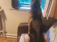 Köpeklerimiz Tina ve Şila evde büyüdüler