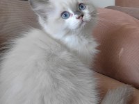Secereli Ragdoll Yavrulari